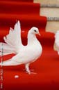 inchirieri porumbei nunta